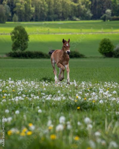 Young horse on meadow