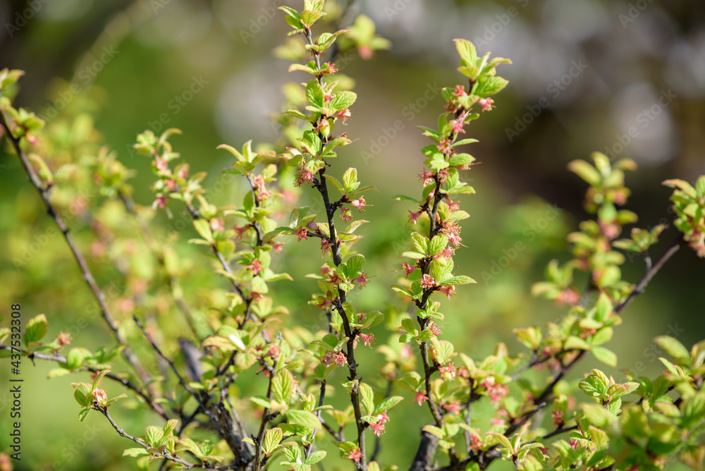 Young fruits of Nanking cherry fruits, on the branch Young fruits of Nanking cherry fruits, on the branch