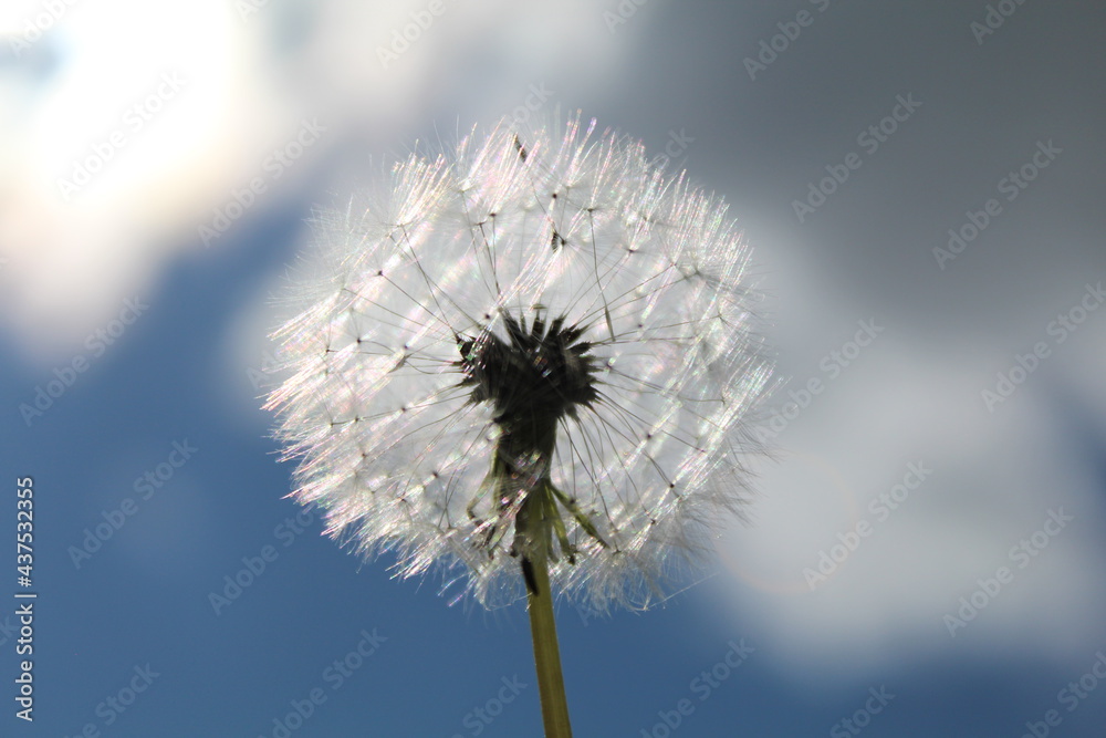Fototapeta premium dandelion