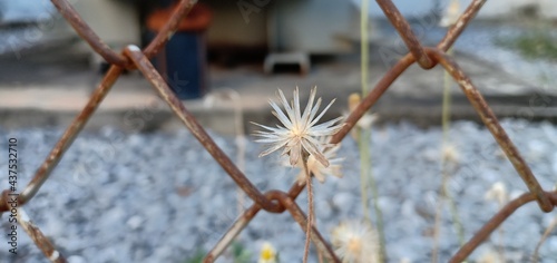 Grass flower and wire on the ground 