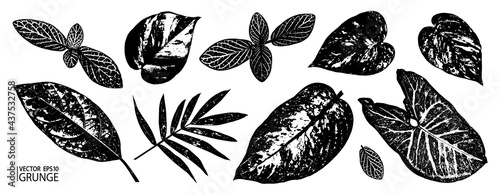 Grunge leaves set. Tropical foliage. Tropic flora leaf. Grunge leaves collection. Avocado, chamaedorea, fittonia, syngonium, epipremnum, dieffenbachia.