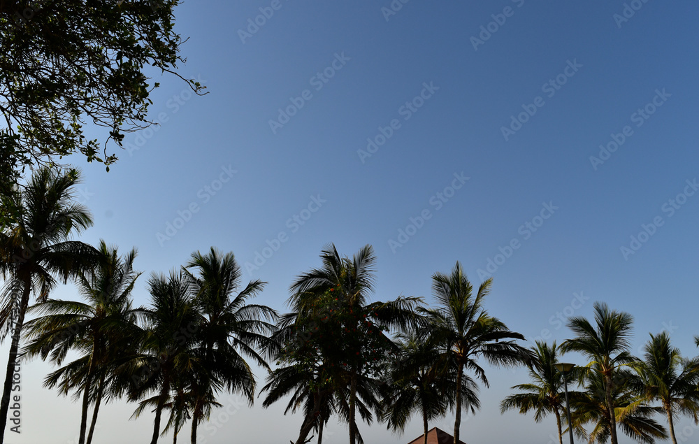 palm trees on blue sky background palm trees on blue sky background