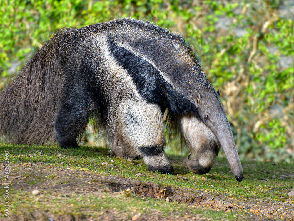 Closeup of Giant Anteater (Myrmecophaga tridactyla) walking on grass Closeup of Giant Anteater (Myrmecophaga tridactyla) walking on grass