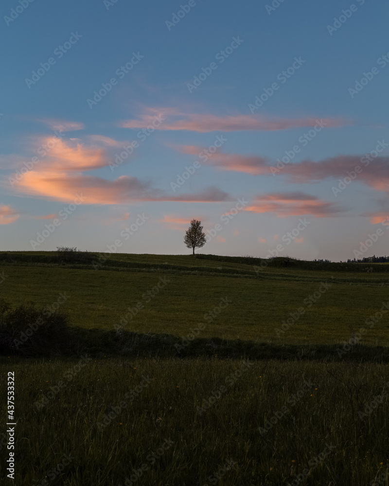 sunset over the field and solitere tree