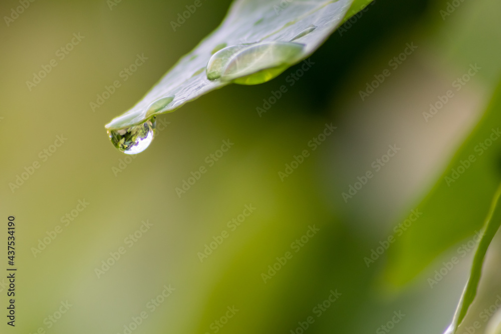 Crystal clear rain drops on a green leaf with lotus effect in a common garden shows healthy environment after rain and purity freshness with water drop reflection beautiful zen meditation background Crystal clear rain drops on a green leaf with lotus effect in a common garden shows healthy environment after rain and purity freshness with water drop reflection beautiful zen meditation background