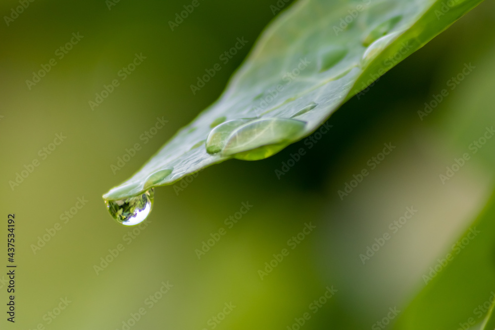 Crystal clear rain drops on a green leaf with lotus effect in a common garden shows healthy environment after rain and purity freshness with water drop reflection beautiful zen meditation background Crystal clear rain drops on a green leaf with lotus effect in a common garden shows healthy environment after rain and purity freshness with water drop reflection beautiful zen meditation background