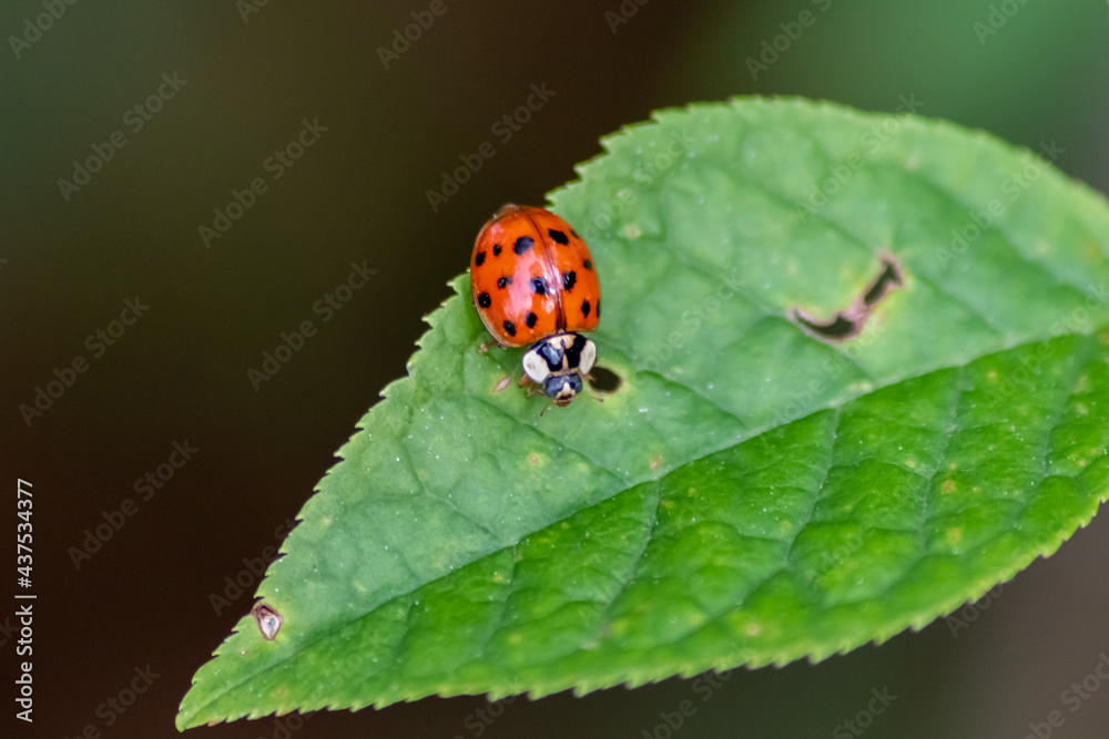 Beautiful black dotted red ladybug beetle climbing in a plant with blurred background and much copy space searching for plant louses to kill them as beneficial organism and useful animal in the garden Beautiful black dotted red ladybug beetle climbing in a plant with blurred background and much copy space searching for plant louses to kill them as beneficial organism and useful animal in the garden