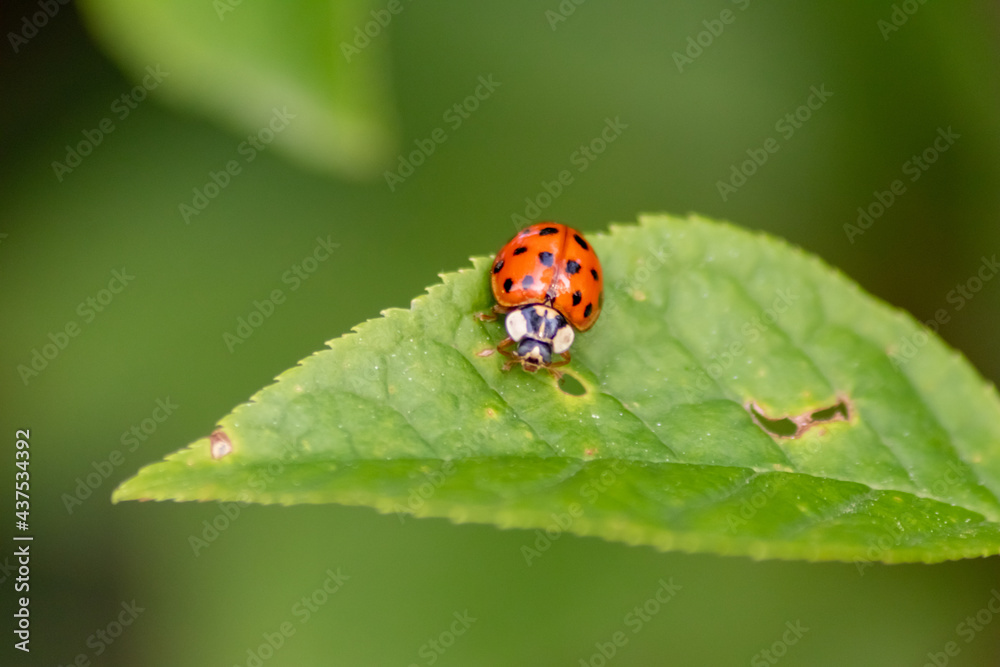 Beautiful black dotted red ladybug beetle climbing in a plant with blurred background and much copy space searching for plant louses to kill them as beneficial organism and useful animal in the garden Beautiful black dotted red ladybug beetle climbing in a plant with blurred background and much copy space searching for plant louses to kill them as beneficial organism and useful animal in the garden