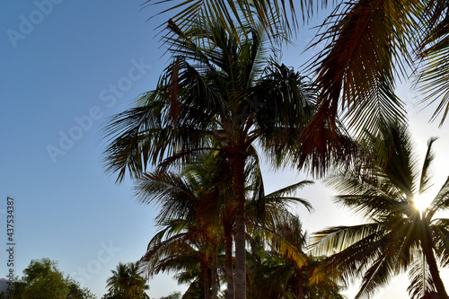 palm trees against sky © Taksira