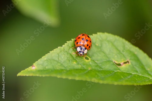 Beautiful black dotted red ladybug beetle climbing in a plant with blurred background and much copy space searching for plant louses to kill them as beneficial organism and useful animal in the garden