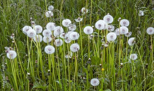 White fluffy dandelions, natural green spring background, selective focus.