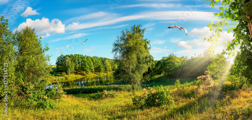 Forest and field by day photo