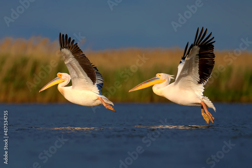 Single and group images of the great white pelican (Pelecanus onocrotalus) in natural habitat. Birds are shot in the rays of the soft evening sun close-up in flight and at rest photo