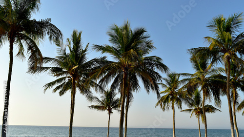 palm trees on the beach © Taksira
