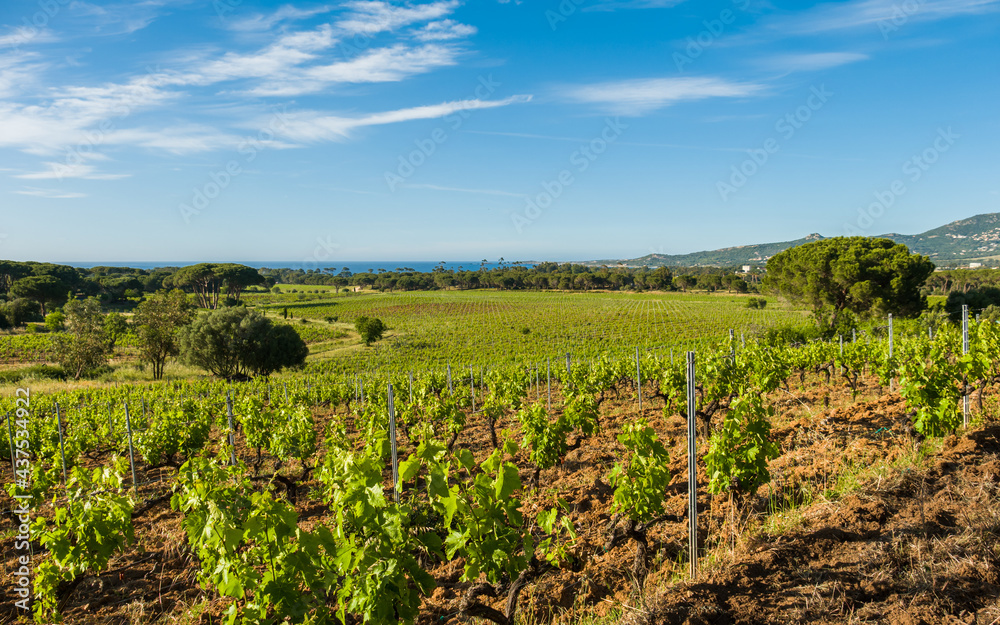 Rows of vines in vineyard in Corsica