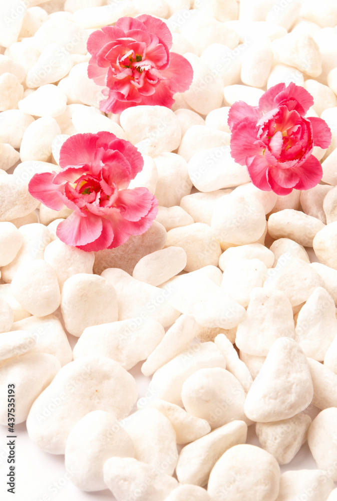 beautiful pink carnation with white stones like romantic floral, flowery, zen and wellness backround beautiful pink carnation with white stones like romantic floral, flowery, zen and wellness backround