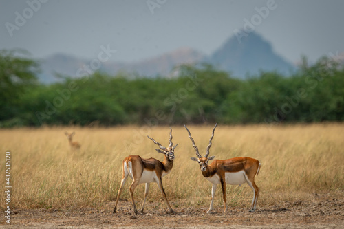 Two long horned male blackbuck or antilope cervicapra or indian antelope with eye contact in natural scenic landscape of tal chhapar sanctuary churu rajasthan india