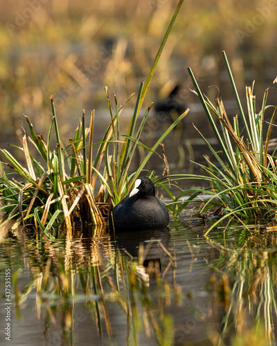 Eurasian coot or common coot or Australian coot or Fulica atra close up in natural green background at wetland of keoladeo national park or bharatpur bird sanctuary rajasthan india