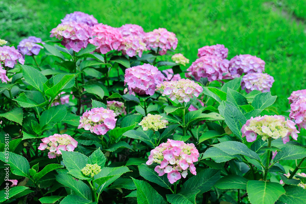 紫陽花 紫陽花