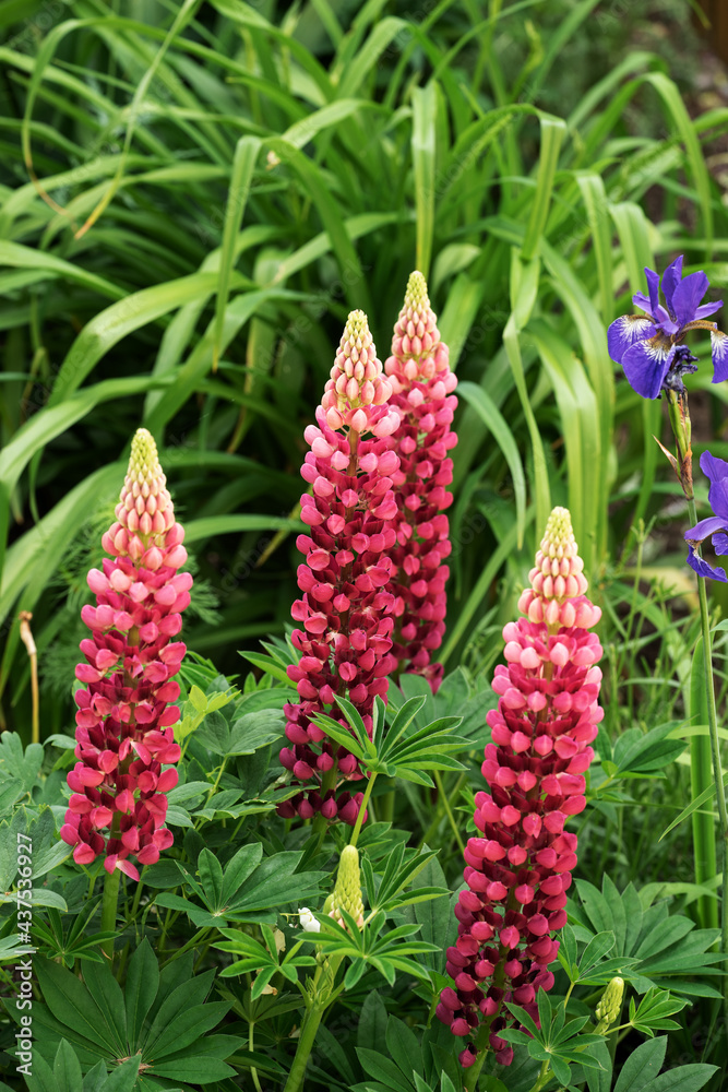 Pink lupine flowers in the garden Pink lupine flowers in the garden
