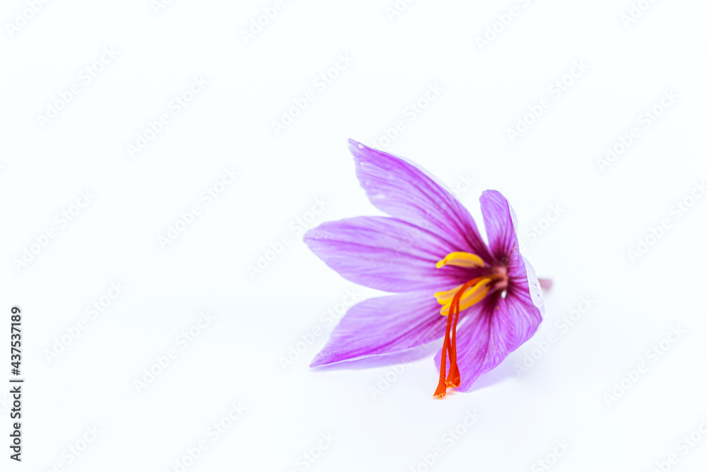 Saffron flowers on a white background. Saffron.