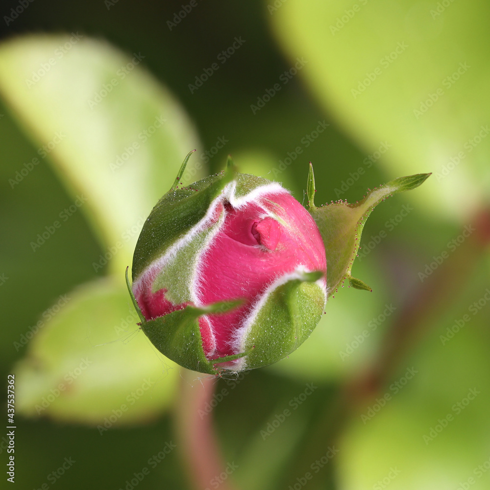 Rose Blüte Knospe geht auf, Hoffnung Liebe Rose Blüte Knospe geht auf, Hoffnung Liebe