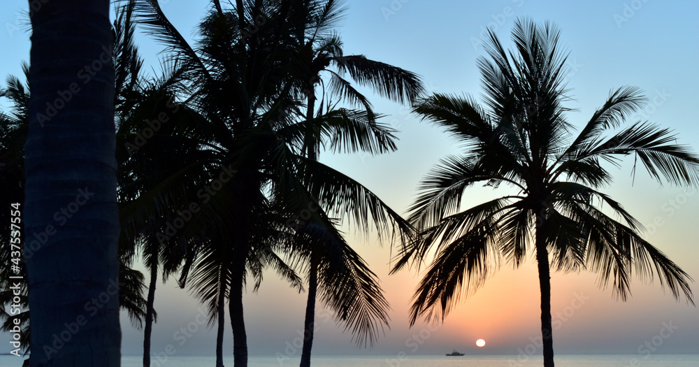 Fototapeta premium palm trees at sunset