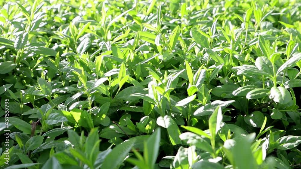 Close up of green leaves, twigs of a decorative boxwood bush on a sunny windy day. Green floral background, Floral texture. growing evergreen boxwood for sale in the leshoz Close up of green leaves, twigs of a decorative boxwood bush on a sunny windy day. Green floral background, Floral texture. growing evergreen boxwood for sale in the leshoz