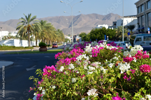 flowers in the city
