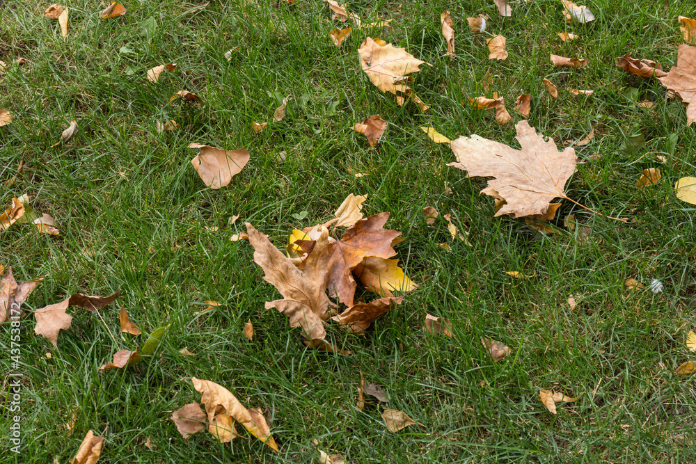 Autumn yellow dry leaves on bright green grass lawn on autumn warm day. Fallen autumn gold leaves as nature seasonal background Autumn yellow dry leaves on bright green grass lawn on autumn warm day. Fallen autumn gold leaves as nature seasonal background