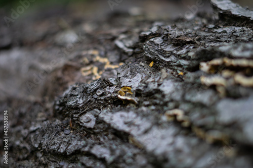 tree-bark