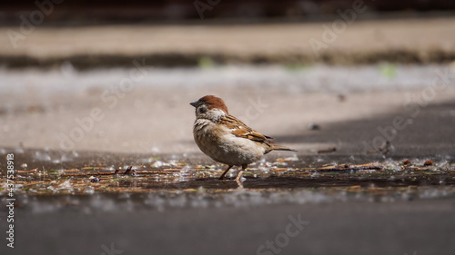 Sparrows bathe in a puddle on the asphalt