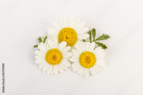 chamomile or daisies with leaves isolated on white background. Top view. Flat lay