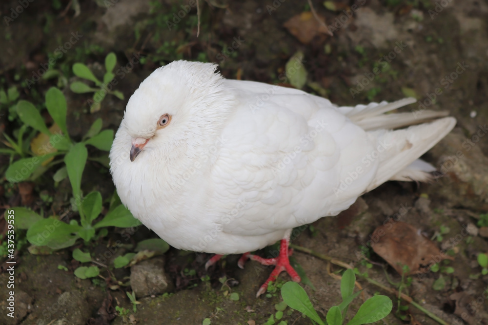 A white and grey color pigeon in the garden in green background.