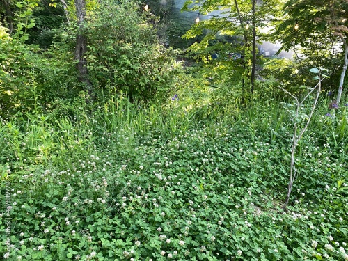 green grass in a garden
