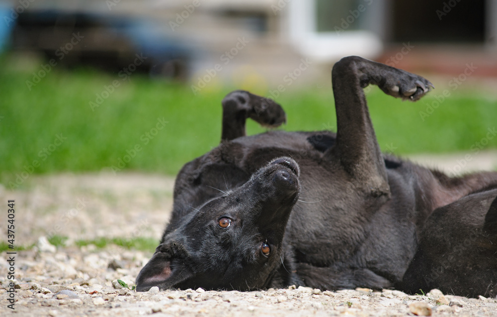 Cute black mutt dog rolling on a backyard
