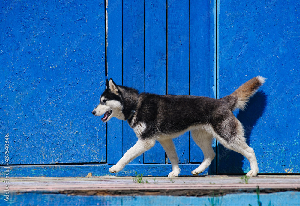 Beautiful black and white siberian husky running