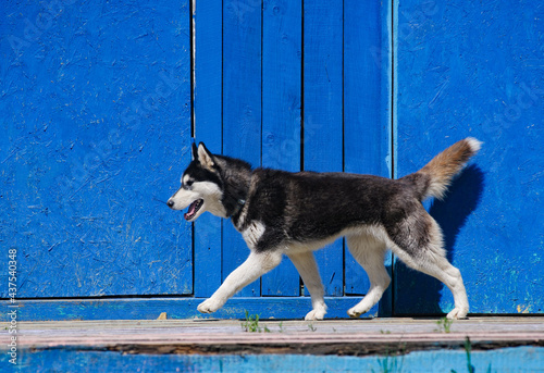 Obraz na płótnie Beautiful black and white siberian husky running w salonie