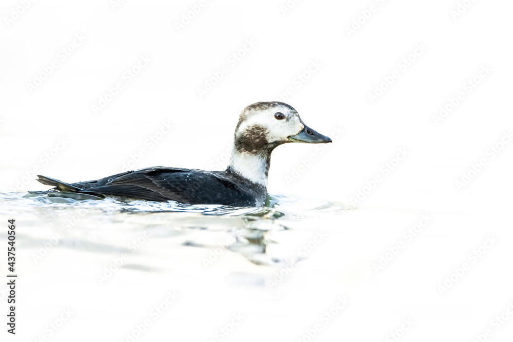 Long-tailed duck (Clangula hyemalis), with the beautiful blue coloured water surface. Beautiful white duck from the river in the morning mist. Wildlife scene from nature, Czech Republic