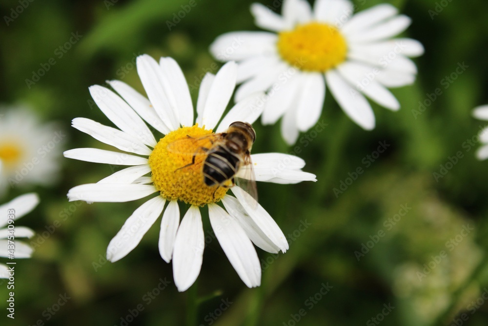 bee on daisy bee on daisy