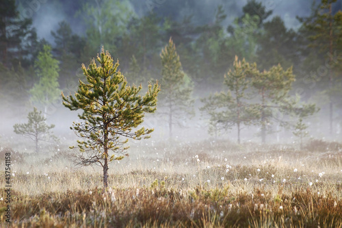 Summer morning, pine tree at marsh before sunrise. Mist in the air.  photo