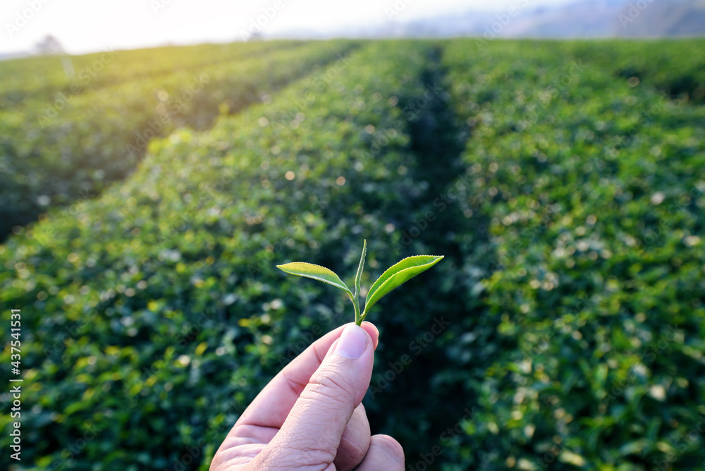 farmer hand holding green tea leaves in tea plantation background at sunrise farmer hand holding green tea leaves in tea plantation background at sunrise