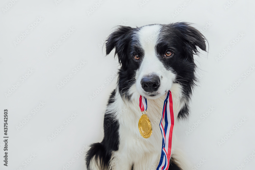 Puppy dog border collie holding winner or champion gold trophy medal in mouth isolated on white background. Winner champion funny dog. Victory first place of competition. Winning or success concept.