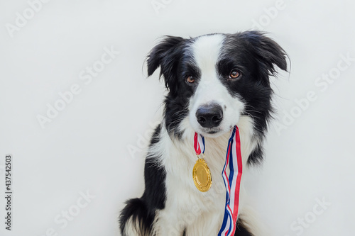 Puppy dog border collie holding winner or champion gold trophy medal in mouth isolated on white background. Winner champion funny dog. Victory first place of competition. Winning or success concept. © Юлия Завалишина
