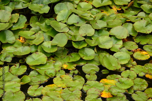 Frog on lotus