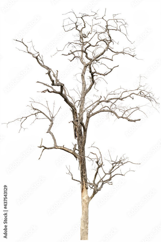 dry tree, dead tree isolated on a white background