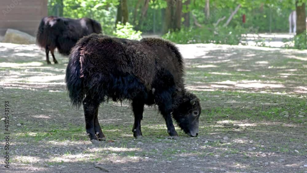 Young baby domestic yak, Bos grunniens. A long-haired domesticated bovid found throughout the Himalayan region of the Indian subcontinent, the Tibetan Plateau and as far north as Mongolia and Russia. Young baby domestic yak, Bos grunniens. A long-haired domesticated bovid found throughout the Himalayan region of the Indian subcontinent, the Tibetan Plateau and as far north as Mongolia and Russia.