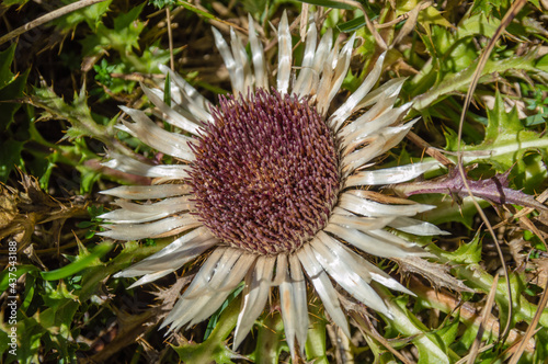 carline thistle photo