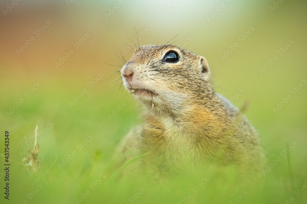 European ground squirrel (Spermophilus citellus), with beautiful green coloured background. Amazing endangered mammal with yellow hair in the steppe. Wildlife scene from nature, Czech Republic European ground squirrel (Spermophilus citellus), with beautiful green coloured background. Amazing endangered mammal with yellow hair in the steppe. Wildlife scene from nature, Czech Republic
