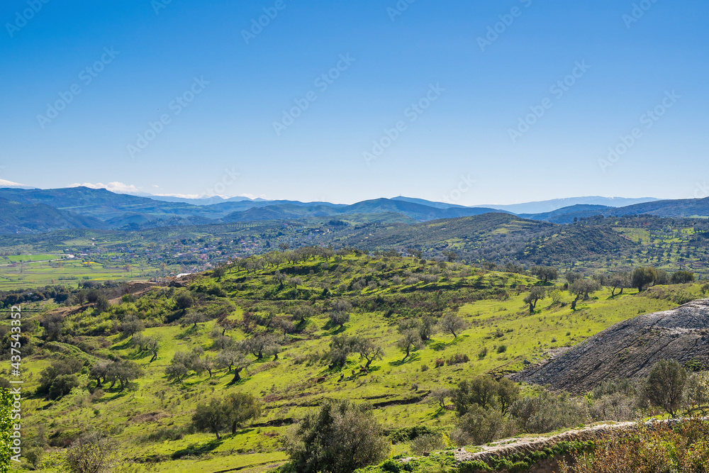 European spring landscape with Olives plants in Albania